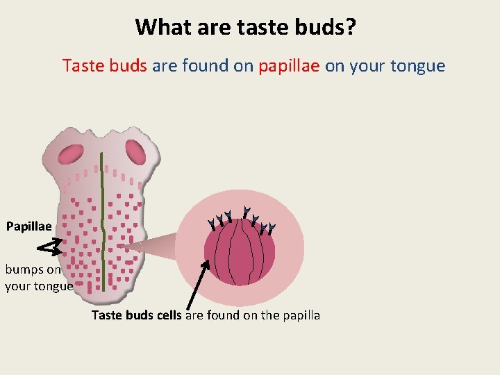 What are taste buds? Taste buds are found on papillae on your tongue Papillae