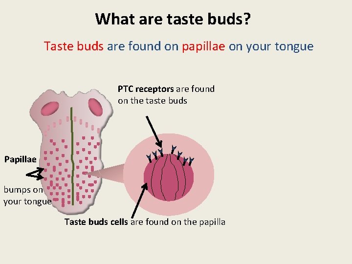 What are taste buds? Taste buds are found on papillae on your tongue PTC