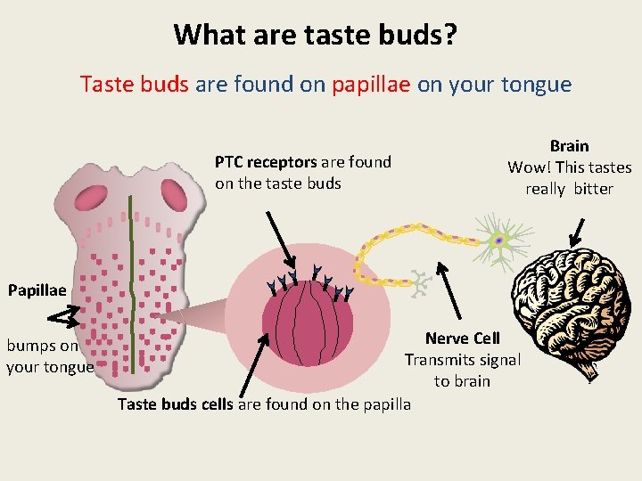 What are taste buds? Taste buds are found on papillae on your tongue PTC