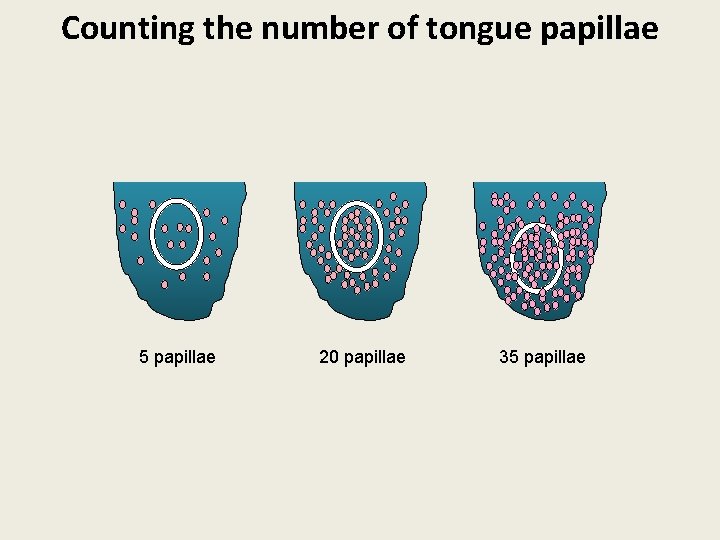 Counting the number of tongue papillae 5 papillae 20 papillae 35 papillae 