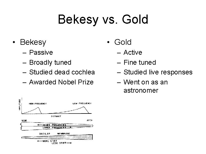 Bekesy vs. Gold • Bekesy – – Passive Broadly tuned Studied dead cochlea Awarded Bekesy vs. Gold • Bekesy – – Passive Broadly tuned Studied dead cochlea Awarded