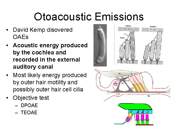 Otoacoustic Emissions • David Kemp disovered OAEs • Acoustic energy produced by the cochlea