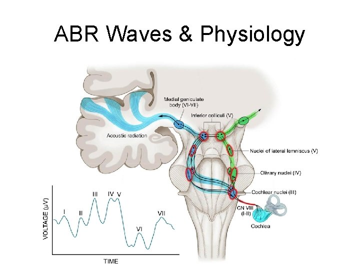 ABR Waves & Physiology 