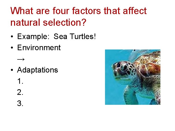 What are four factors that affect natural selection? • Example: Sea Turtles! • Environment