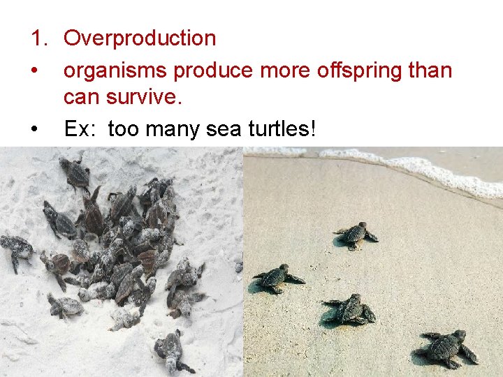 1. Overproduction • organisms produce more offspring than can survive. • Ex: too many