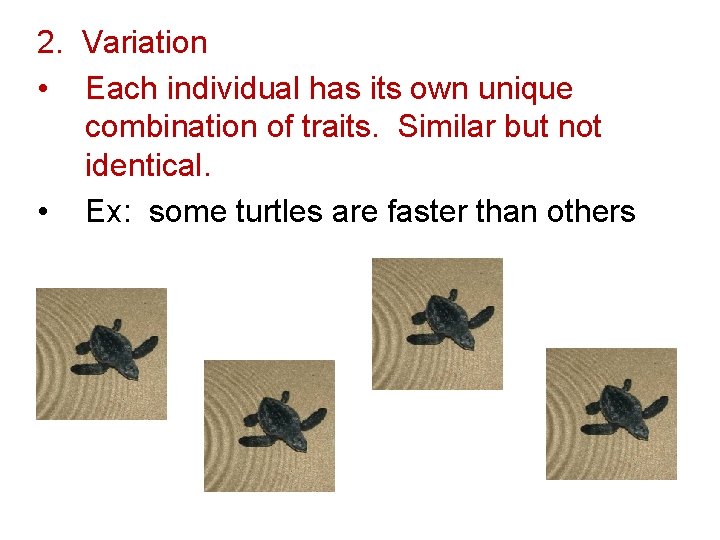 2. Variation • Each individual has its own unique combination of traits. Similar but