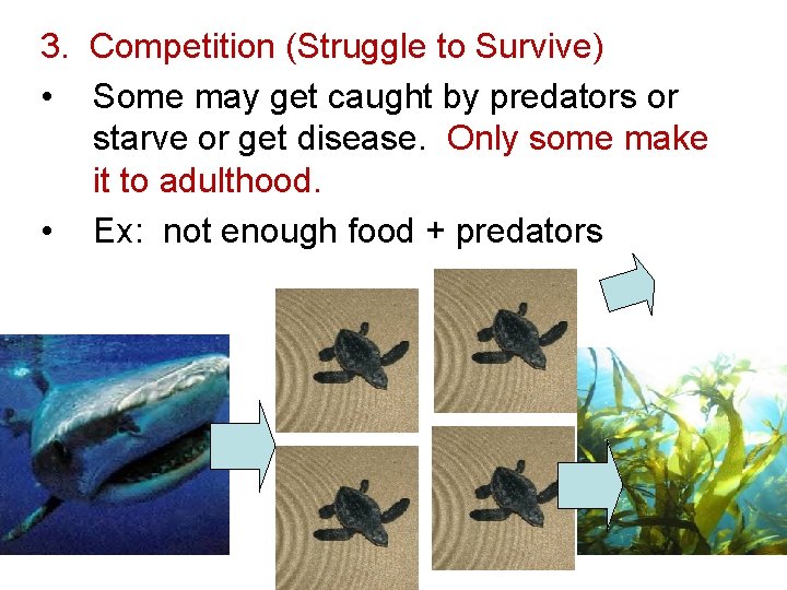 3. Competition (Struggle to Survive) • Some may get caught by predators or starve