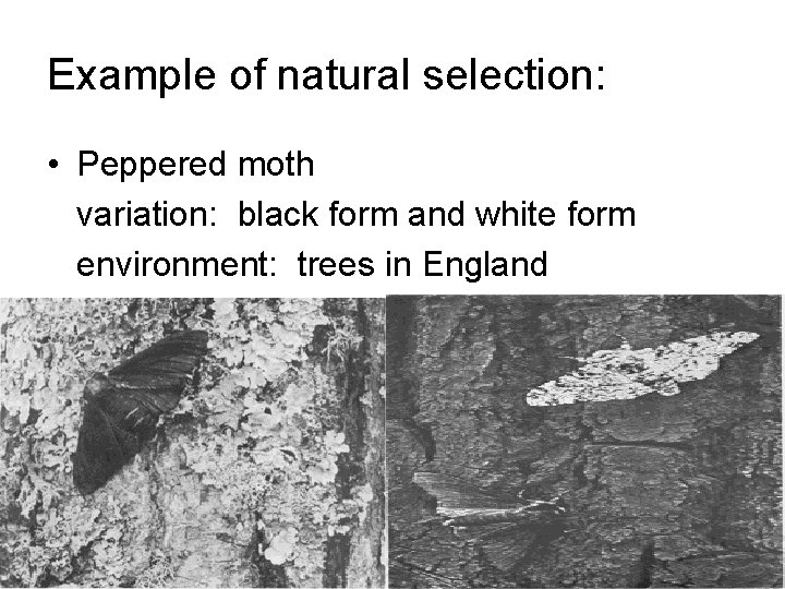 Example of natural selection: • Peppered moth variation: black form and white form environment: