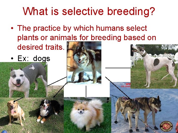 What is selective breeding? • The practice by which humans select plants or animals