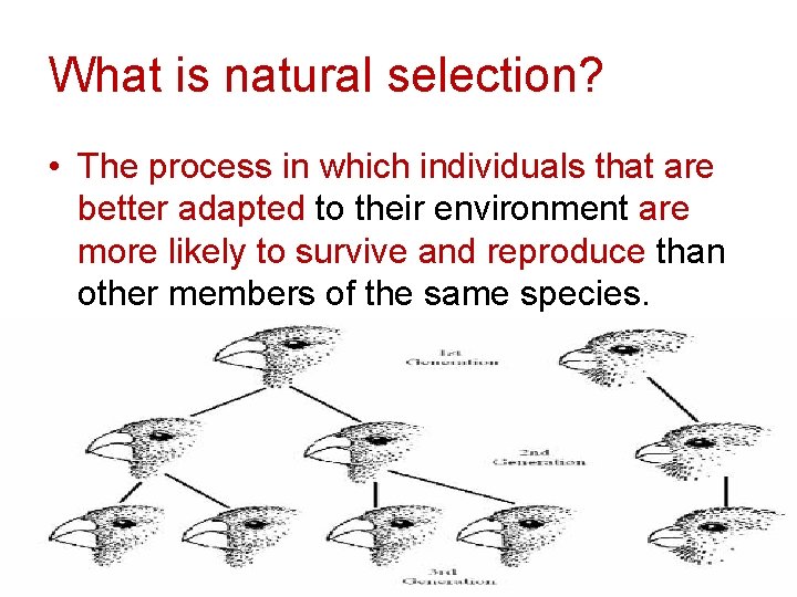 What is natural selection? • The process in which individuals that are better adapted