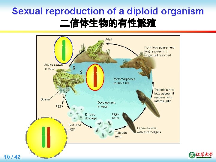 Sexual reproduction of a diploid organism 二倍体生物的有性繁殖 10 / 42 