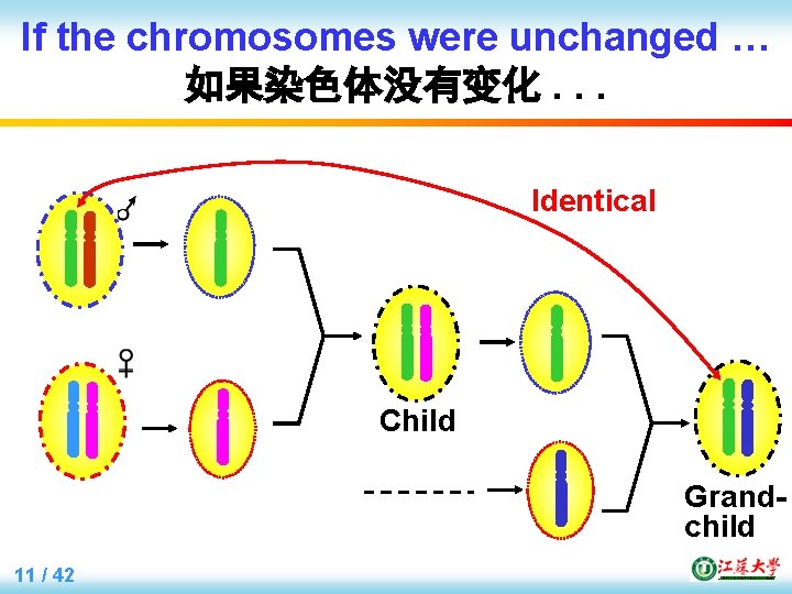 If the chromosomes were unchanged … 如果染色体没有变化. . . Identical Child Grandchild 11 /