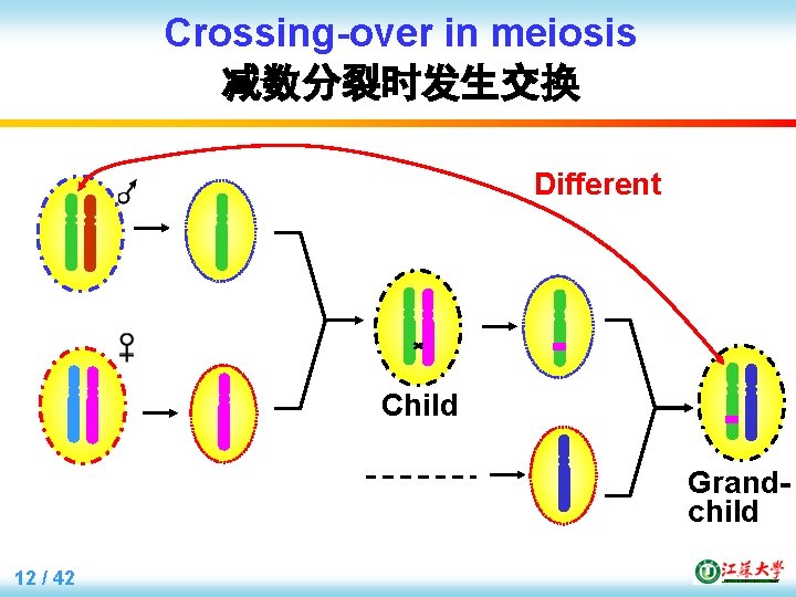 Crossing-over in meiosis 减数分裂时发生交换 Different Child Grandchild 12 / 42 