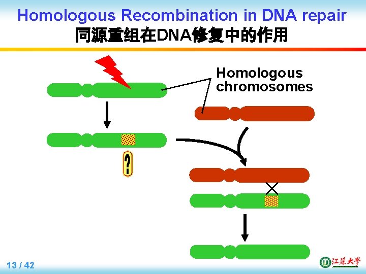 Homologous Recombination in DNA repair 同源重组在DNA修复中的作用 Homologous chromosomes 13 / 42 