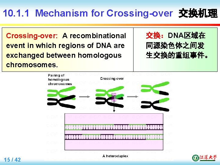 10. 1. 1 Mechanism for Crossing-over 交换机理 Crossing-over: A recombinational event in which regions