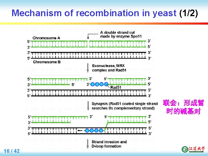 Mechanism of recombination in yeast (1/2) 联会：形成暂 时的碱基对 16 / 42 