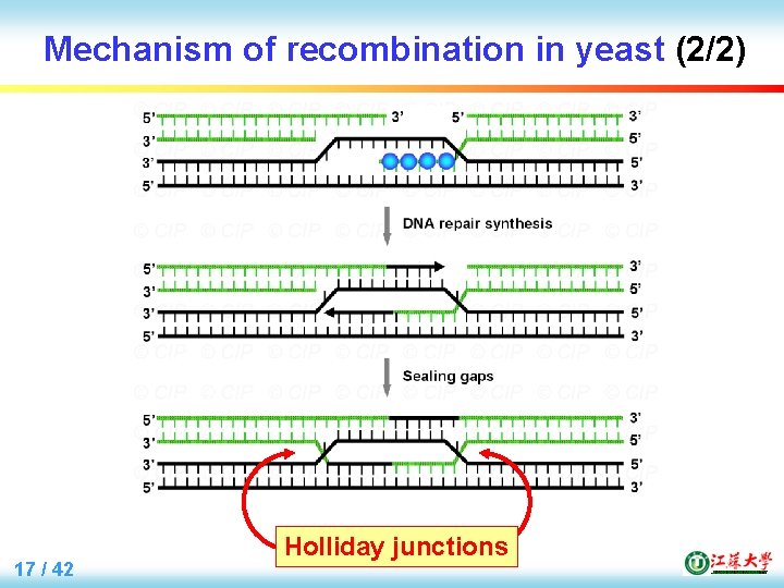 Mechanism of recombination in yeast (2/2) 17 / 42 Holliday junctions 