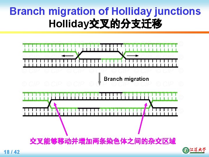 Branch migration of Holliday junctions Holliday交叉的分支迁移 交叉能够移动并增加两条染色体之间的杂交区域 18 / 42 