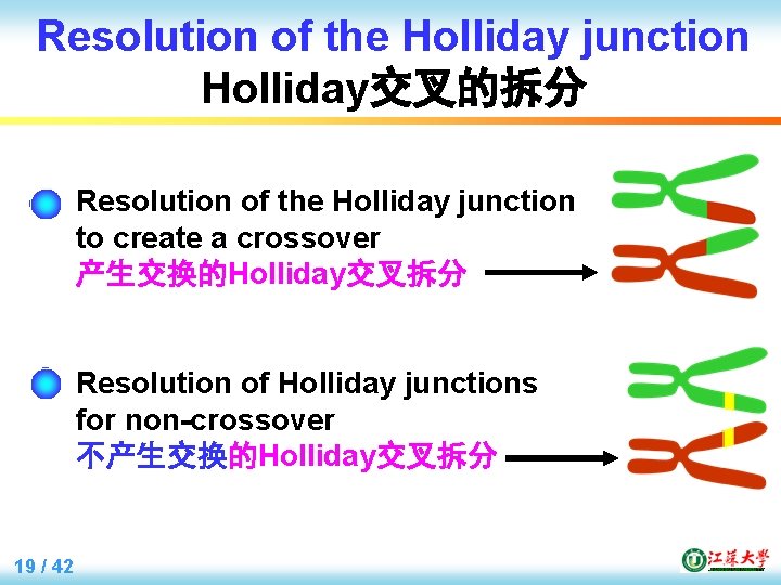 Resolution of the Holliday junction Holliday交叉的拆分 Resolution of the Holliday junction to create a