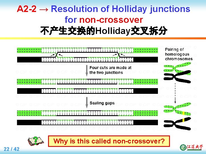 A 2 -2 → Resolution of Holliday junctions for non-crossover 不产生交换的Holliday交叉拆分 Why is this