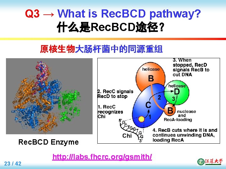 Q 3 → What is Rec. BCD pathway? 什么是Rec. BCD途径？ 原核生物大肠杆菌中的同源重组 Rec. BCD Enzyme