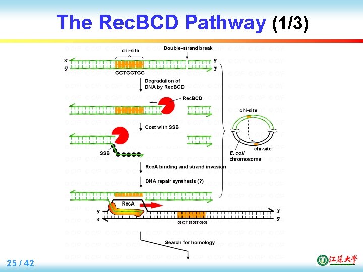 The Rec. BCD Pathway (1/3) 25 / 42 