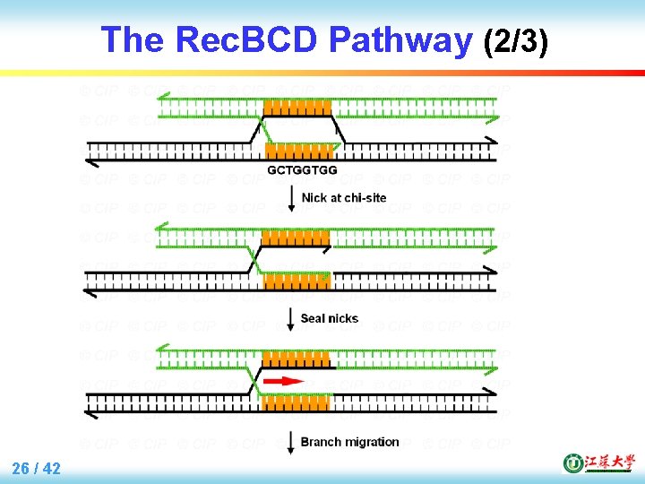 The Rec. BCD Pathway (2/3) 26 / 42 