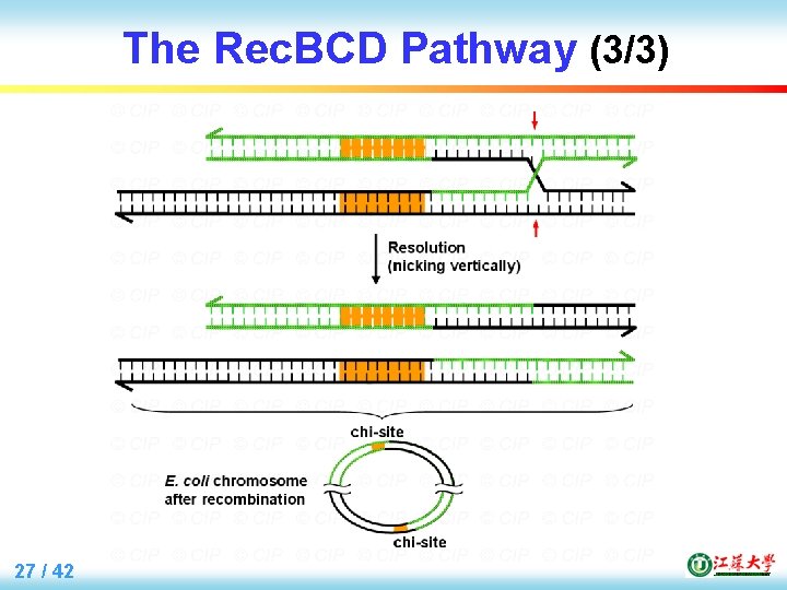 The Rec. BCD Pathway (3/3) 27 / 42 