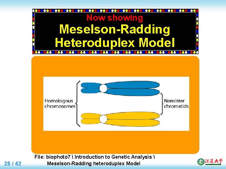 Now showing Meselson-Radding Heteroduplex Model 28 / 42 File: biophoto 7  Introduction to