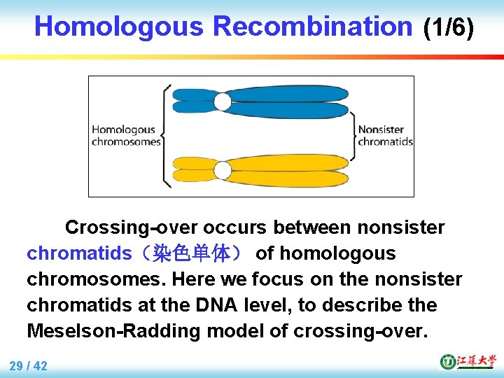 Homologous Recombination (1/6) Crossing-over occurs between nonsister chromatids（染色单体） of homologous chromosomes. Here we focus