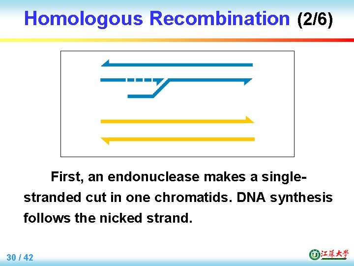 Homologous Recombination (2/6) First, an endonuclease makes a singlestranded cut in one chromatids. DNA