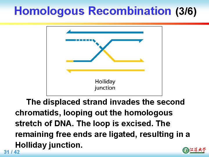 Homologous Recombination (3/6) The displaced strand invades the second chromatids, looping out the homologous