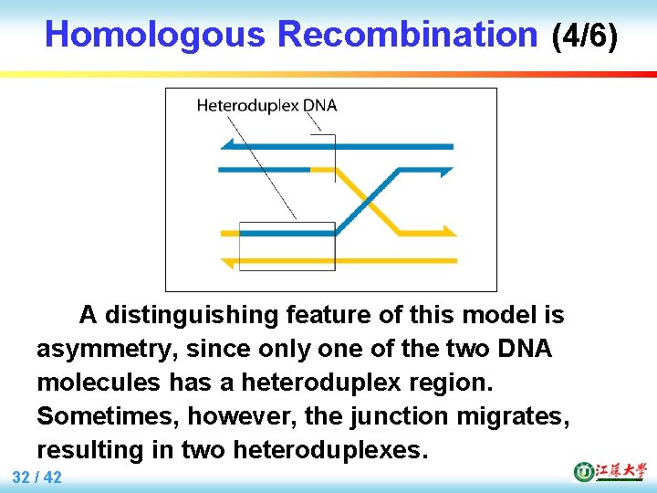 Homologous Recombination (4/6) A distinguishing feature of this model is asymmetry, since only one