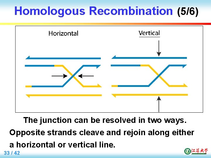 Homologous Recombination (5/6) The junction can be resolved in two ways. Opposite strands cleave