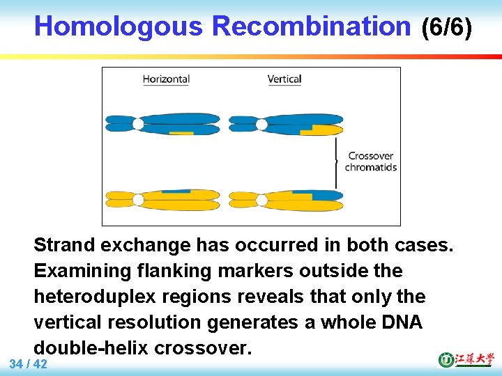 Homologous Recombination (6/6) Strand exchange has occurred in both cases. Examining flanking markers outside