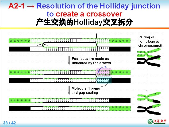 A 2 -1 → Resolution of the Holliday junction to create a crossover 产生交换的Holliday交叉拆分