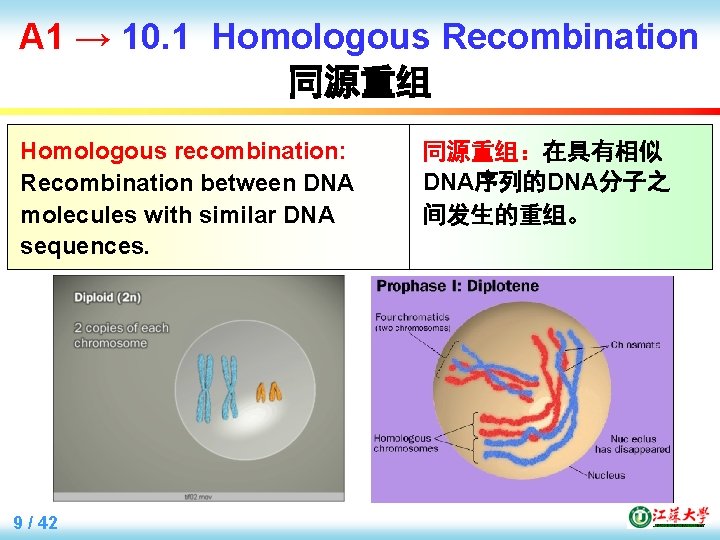 A 1 → 10. 1 Homologous Recombination 同源重组 Homologous recombination: Recombination between DNA molecules