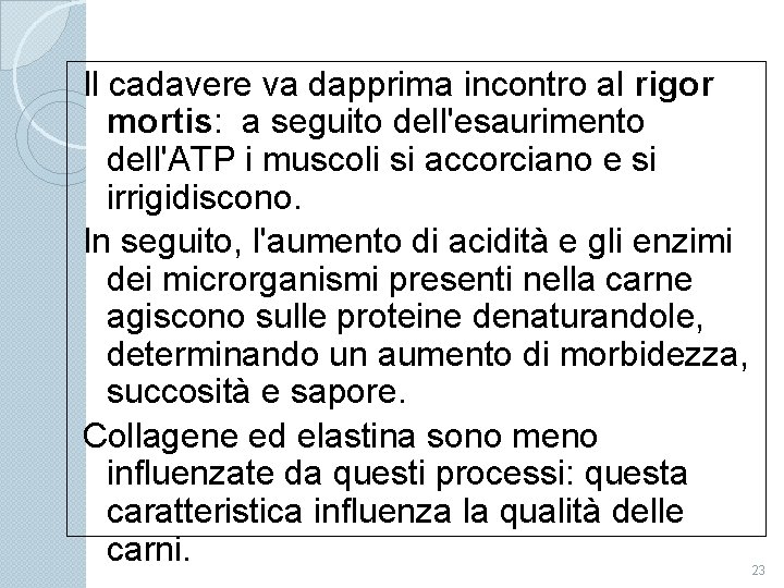 Il cadavere va dapprima incontro al rigor mortis: a seguito dell'esaurimento dell'ATP i muscoli