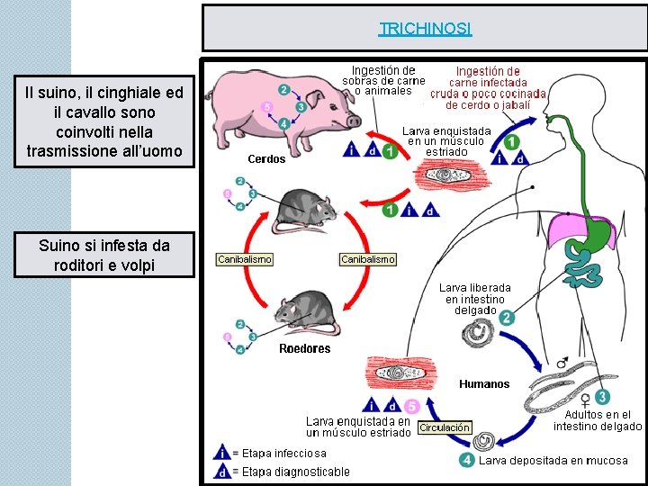 TRICHINOSI Il suino, il cinghiale ed il cavallo sono coinvolti nella trasmissione all’uomo Suino