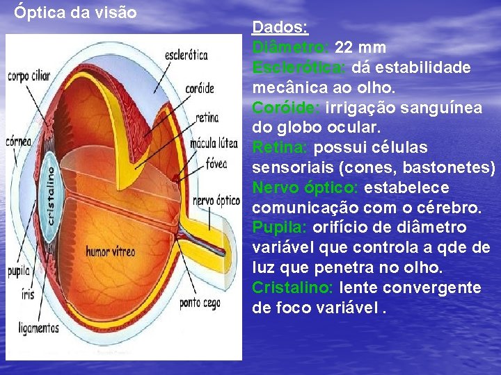 Óptica da visão Dados: Diâmetro: 22 mm Esclerótica: dá estabilidade mecânica ao olho. Coróide: