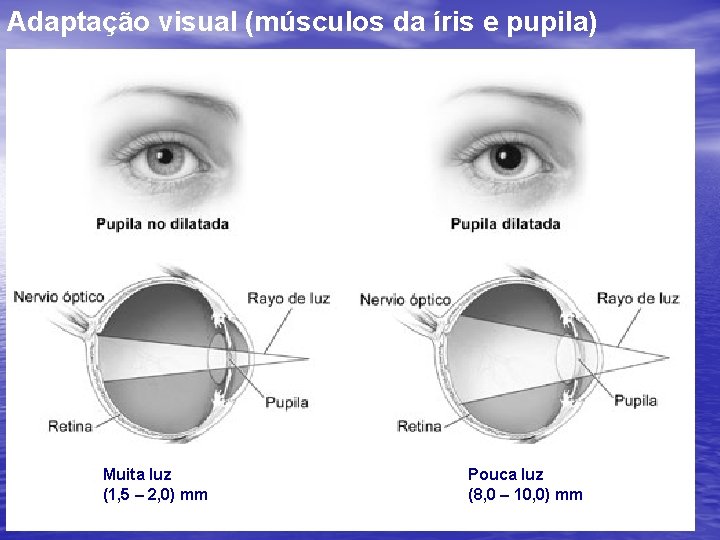 Adaptação visual (músculos da íris e pupila) Muita luz (1, 5 – 2, 0)