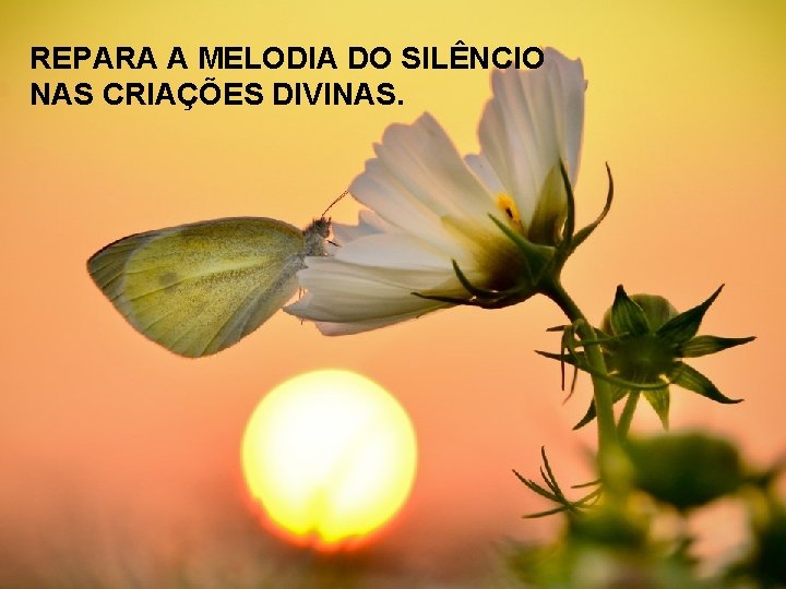 REPARA A MELODIA DO SILÊNCIO NAS CRIAÇÕES DIVINAS. 