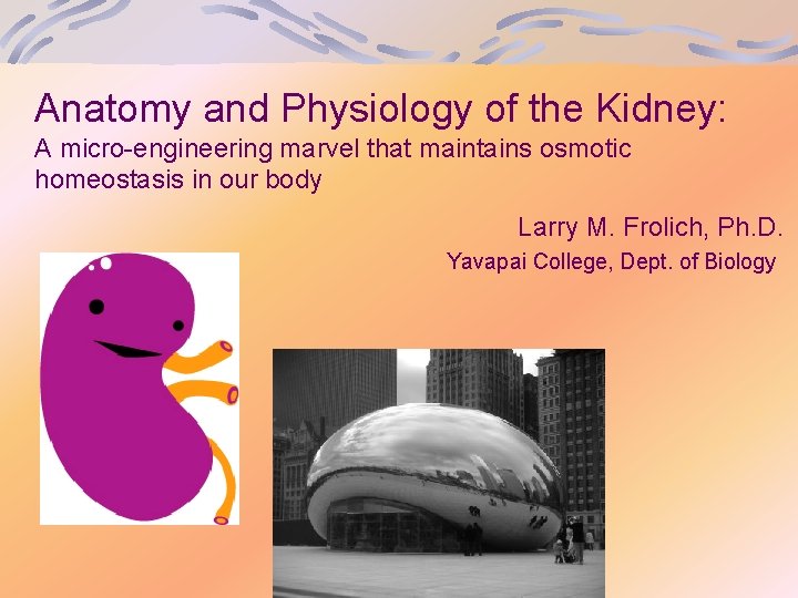 Anatomy and Physiology of the Kidney: A micro-engineering marvel that maintains osmotic homeostasis in