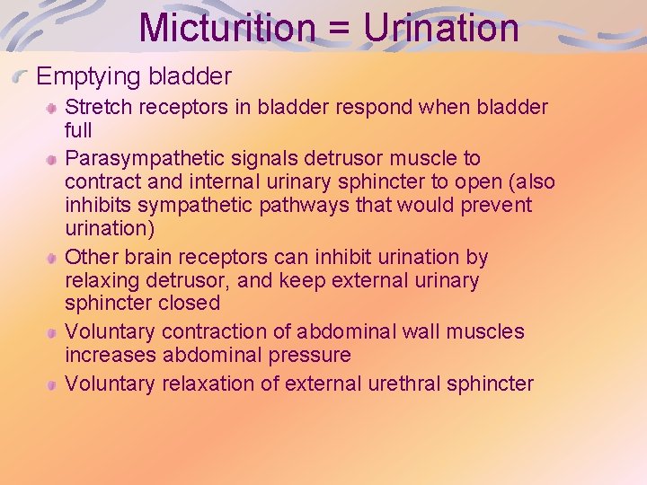 Micturition = Urination Emptying bladder Stretch receptors in bladder respond when bladder full Parasympathetic