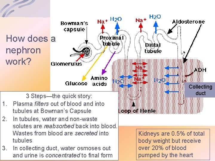 How does a nephron work? 3 Steps—the quick story: 1. Plasma filters out of
