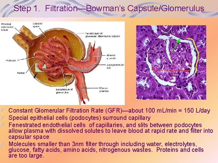 Step 1. Filtration—Bowman’s Capsule/Glomerulus Constant Glomerular Filtration Rate (GFR)—about 100 m. L/min = 150