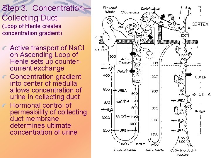 Step 3. Concentration— Collecting Duct. (Loop of Henle creates concentration gradient) Active transport of