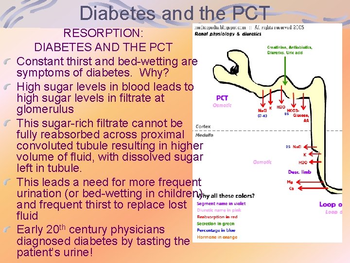 Diabetes and the PCT RESORPTION: DIABETES AND THE PCT Constant thirst and bed-wetting are