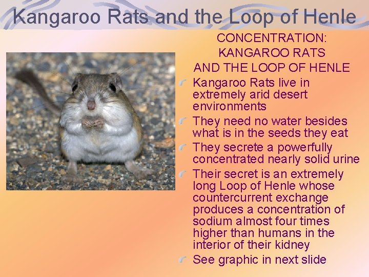 Kangaroo Rats and the Loop of Henle CONCENTRATION: KANGAROO RATS AND THE LOOP OF