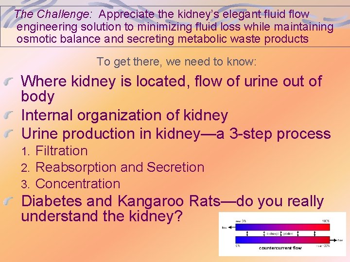 The Challenge: Appreciate the kidney’s elegant fluid flow engineering solution to minimizing fluid loss